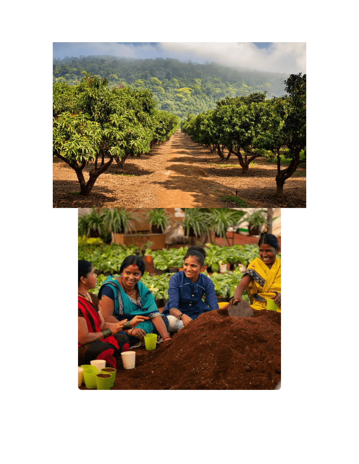 Orchard rows and community members nurturing saplings at Yoga City farm plots