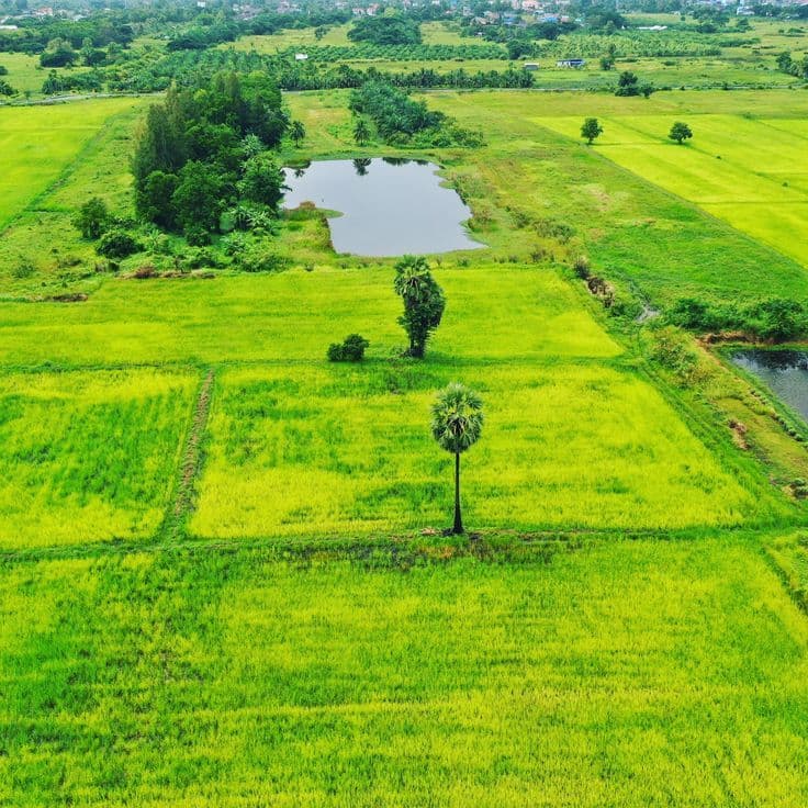 Aerial view of green farm plots and palm trees